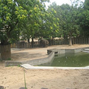 Wilhelma Zoo - Indian rhino exhibit