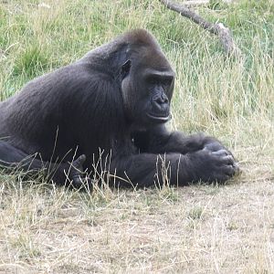 Gorilla