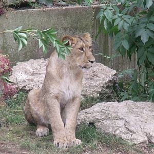 Lion