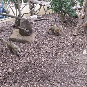 Ring-tailed Coati's