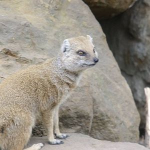 Yellow Mongoose