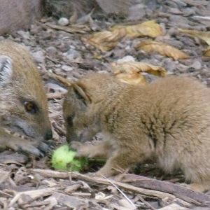 Yellow Mongoose and baby