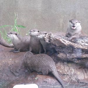 Otter clan outside