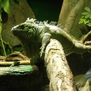 Green iguana