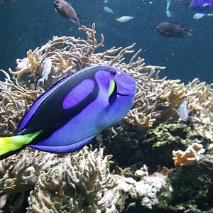 Regal tang