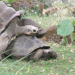 Galapagos giant tortoises