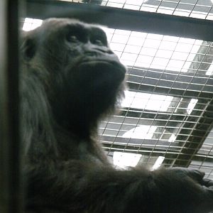 Gorilla