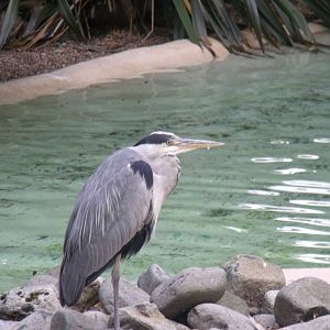 Heron at penguin pool