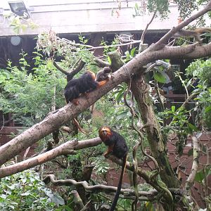 Golden-headed Lion Tamarin
