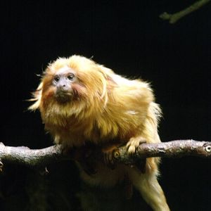 Golden lion tamarin