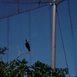 African Aviary - African Open-Billed Stork