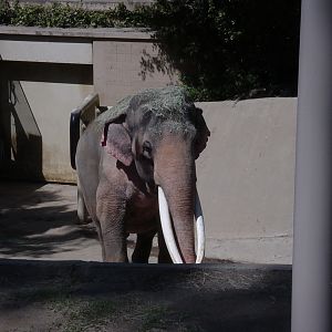 WGASA Bushline Monorail - Asian Elephant