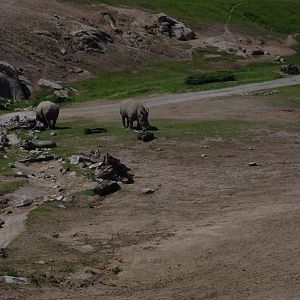 East Africa - Southern White Rhinoceros