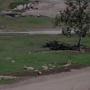 Asian Plains - Armenian Red Sheep