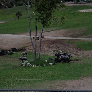East Africa - Eastern White-Bearded Gnu