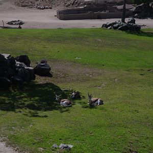 South Africa - South African Springbok