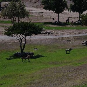 South Africa - Hartmann's Mountain Zebra, Patterson's Eland, Reticulated Gi