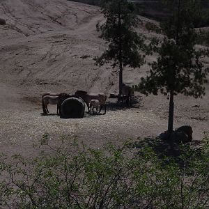 Mongolian Steppe - Przewalski's Horse