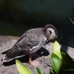 Mombasa Lagoon - Swan Goose