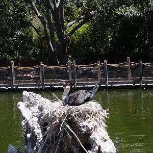 Mombasa Lagoon - White-Breasted Cormorant
