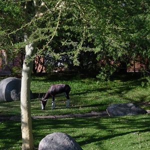 Heart of Africa - Bontebok
