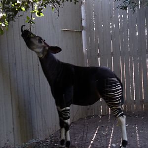 Heart of Africa - Okapi