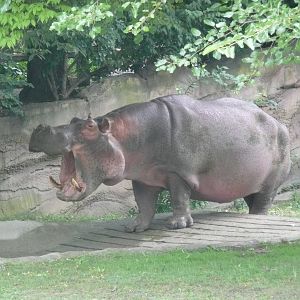 Where's my marbles???