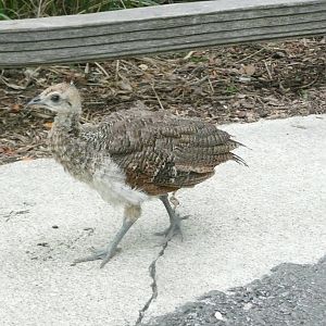 Baby Peacock
