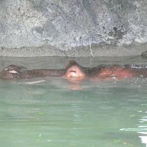 Underwater marbles????