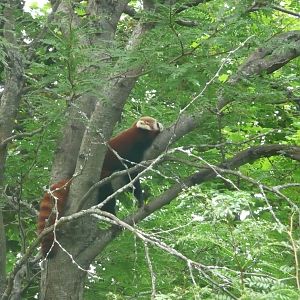 Red Panda