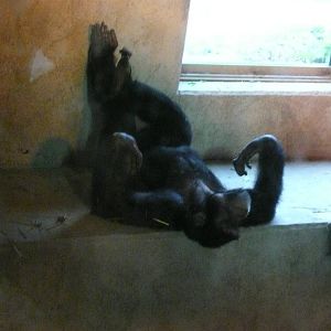Lounging Chimp