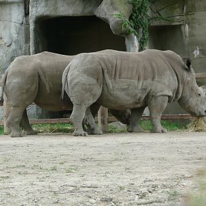 Rhinos