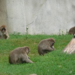 Snow Monkeys