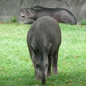 Brazilan Tapir