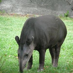 Brazilian Tapir