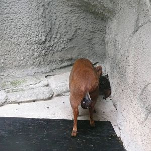 Newborn Pudu with mom