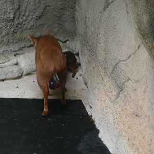 Newborn Pudu with mom