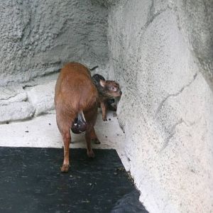 Newborn Pudu with mom