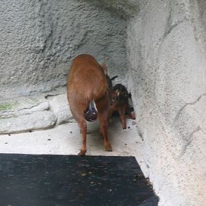 Newborn Pudu with mom