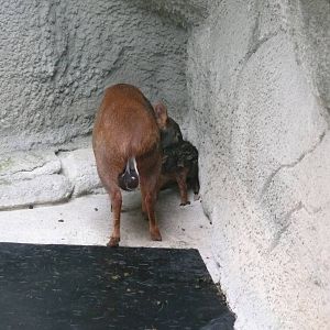 Newborn Pudu with mom