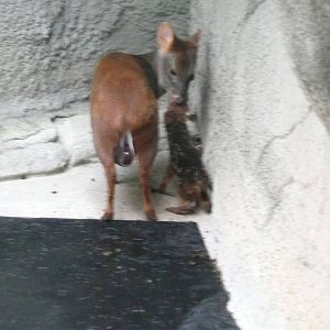 Newborn Pudu with mom