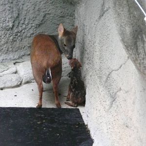 Newborn Pudu with mom