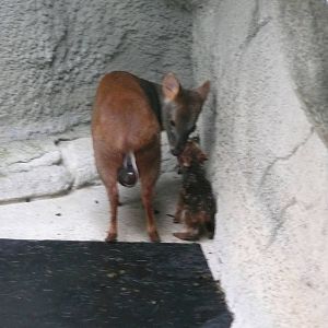 Newborn Pudu with mom