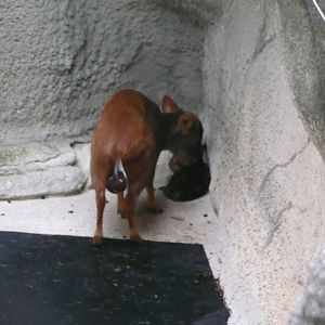 Newborn Pudu with mom