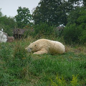Rollin on the tundra