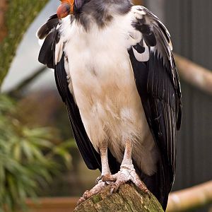 King Vulture