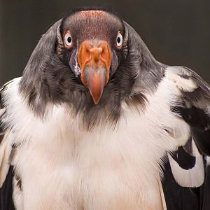 King Vulture