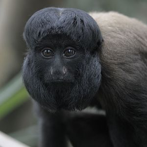 Red backed bearded saki 1