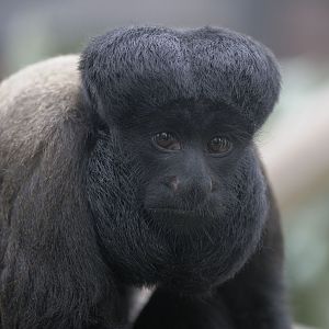 Red backed bearded saki 2