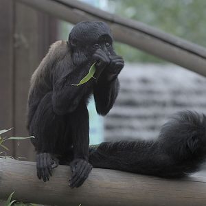 Red backed bearded saki 3